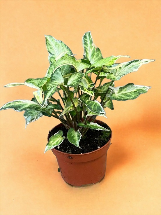 Syngonium t25