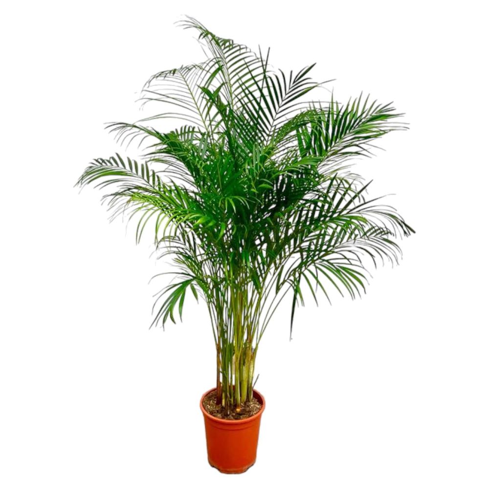 Dypsis lutescens (palmier areca) - h160 cm - ø27 cm