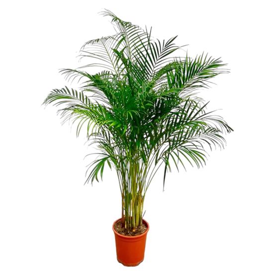 Dypsis lutescens (palmier areca) - h160 cm - ø27 cm
