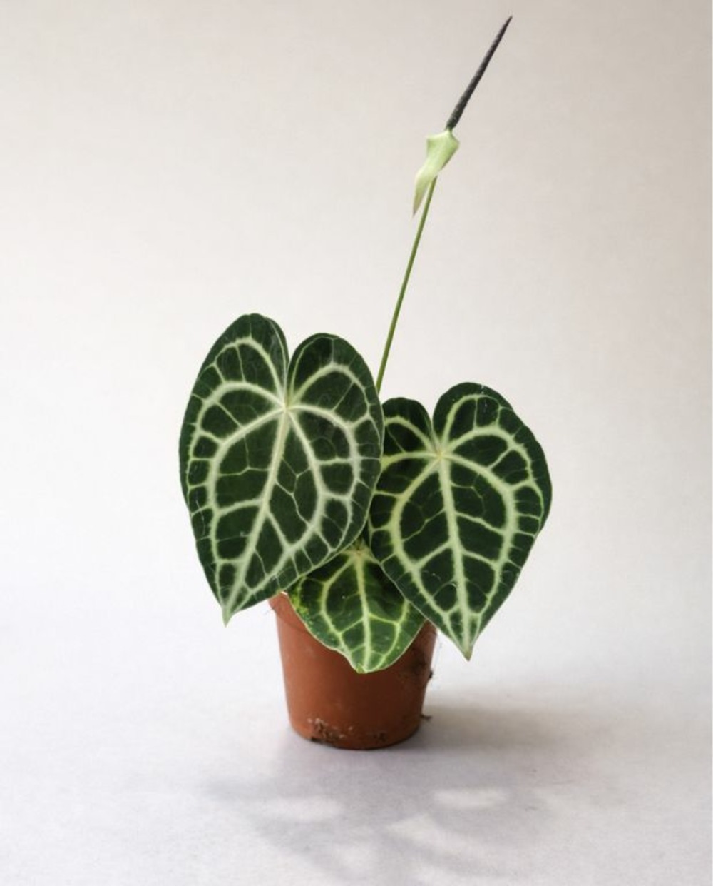 Anthurium clarinervium d. 12cm h. 25cm - plante d'intérieur