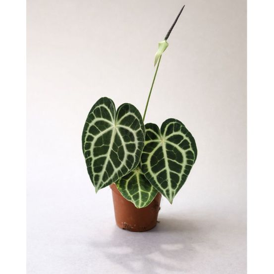 Anthurium clarinervium d. 12cm h. 25cm - plante d'intérieur