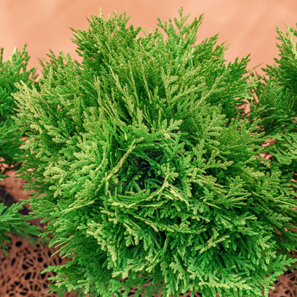 Thuya occidental danica - thuja occidentalis danica 20/30cm pot 2,5l