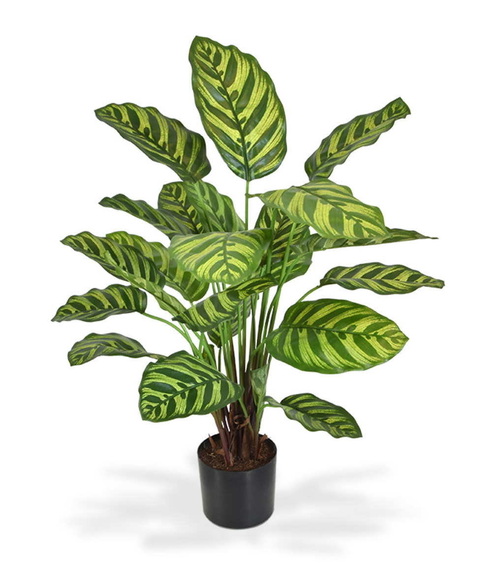 Calathea makoyana plante artificielle 60 cm