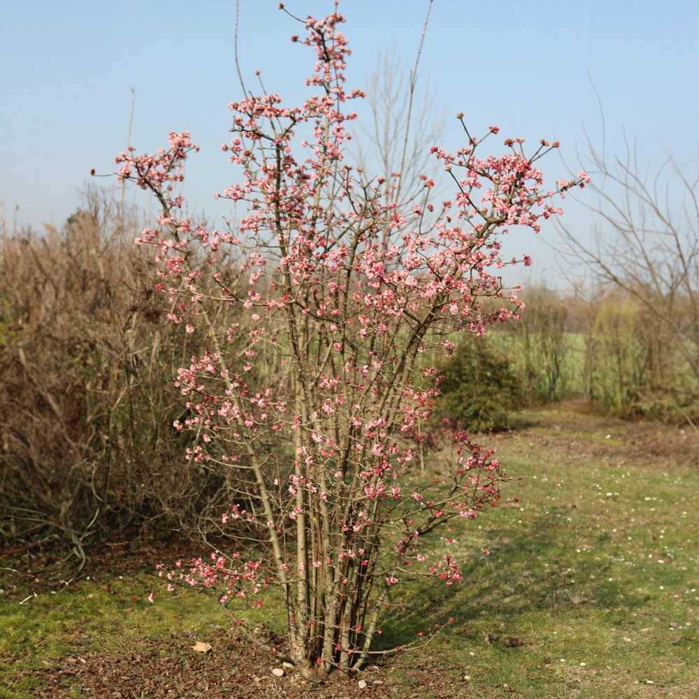 Viorne rose - le pot / ø 9cm / 2-3 branches / hauteur livrée environ 10cm, vendu par lot de 2
