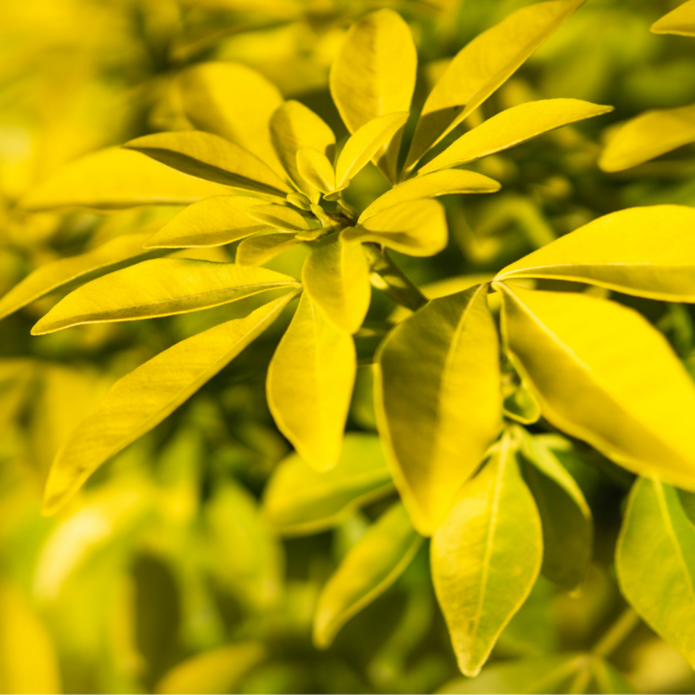 Oranger du mexique - choisya ternata goldfinger 25cm