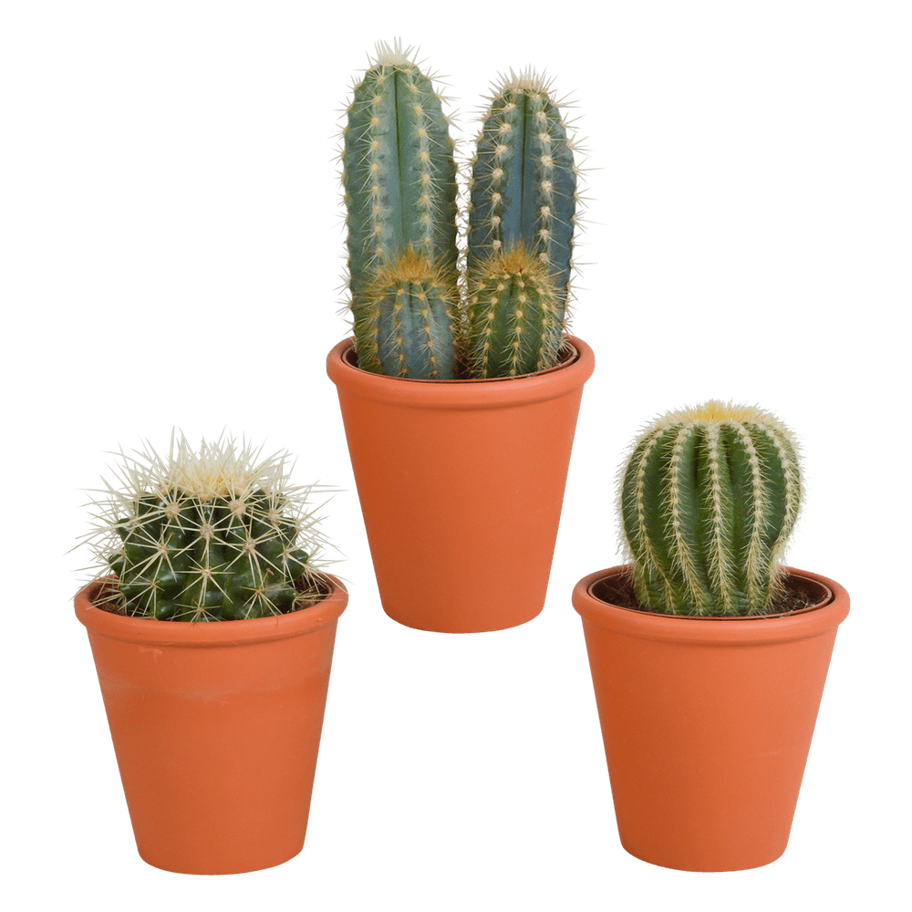 3x mélange de cactus - en pot terracotta - ø8,5cm - ↕18cm - plante d’intérieur
