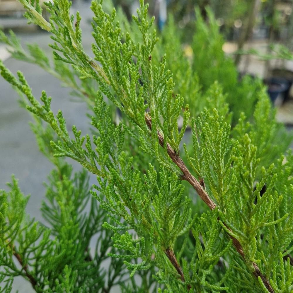 Genévrier mint julep, juniperus pot de 7,5l - 60/80 cm