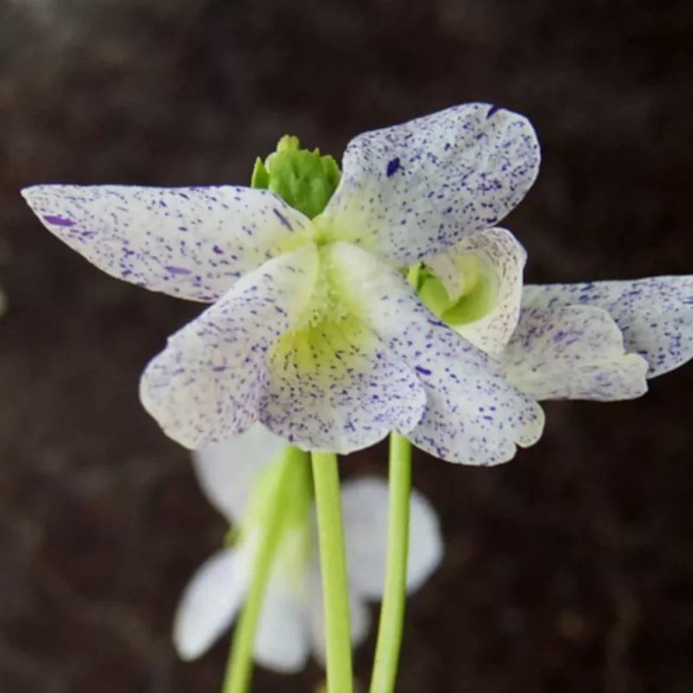 Violette des bois freckles lot de 5 godets