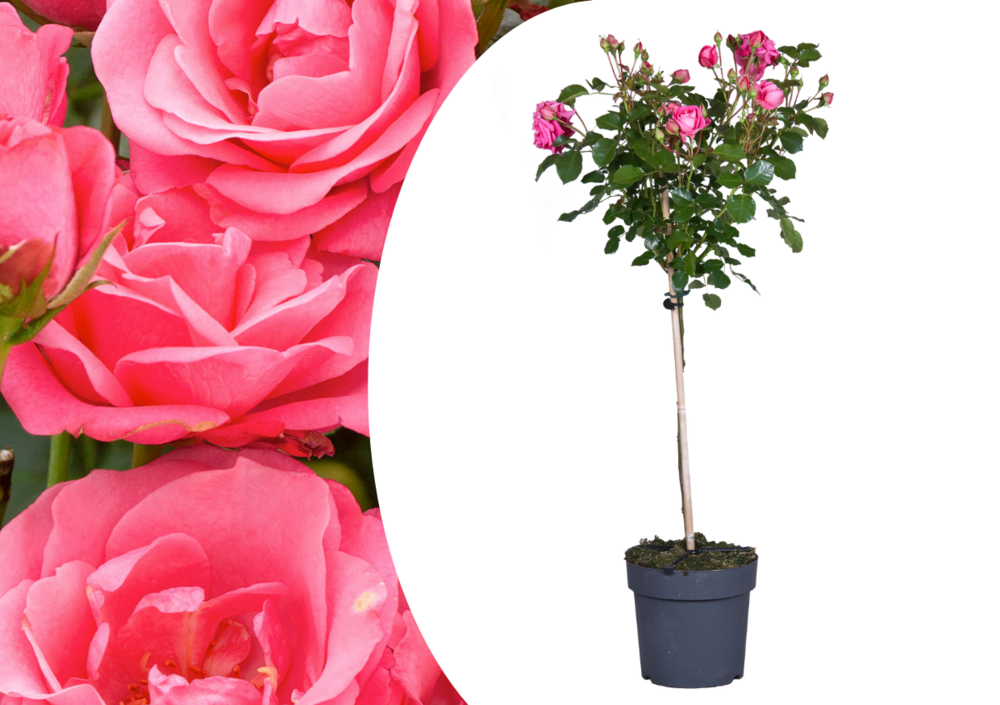 Rosa palace topkapi - rosier standard vivace - pot 19cm - hauteur 80-100cm