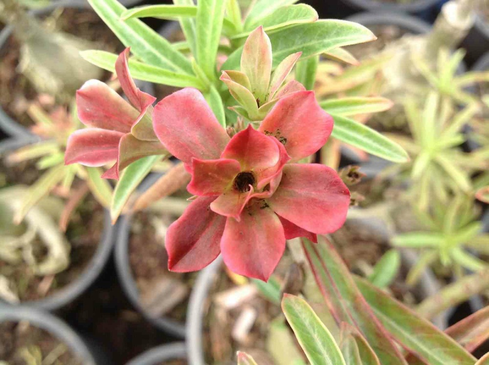 Adenium obesum cv.baby rose caudex d'environ 150g