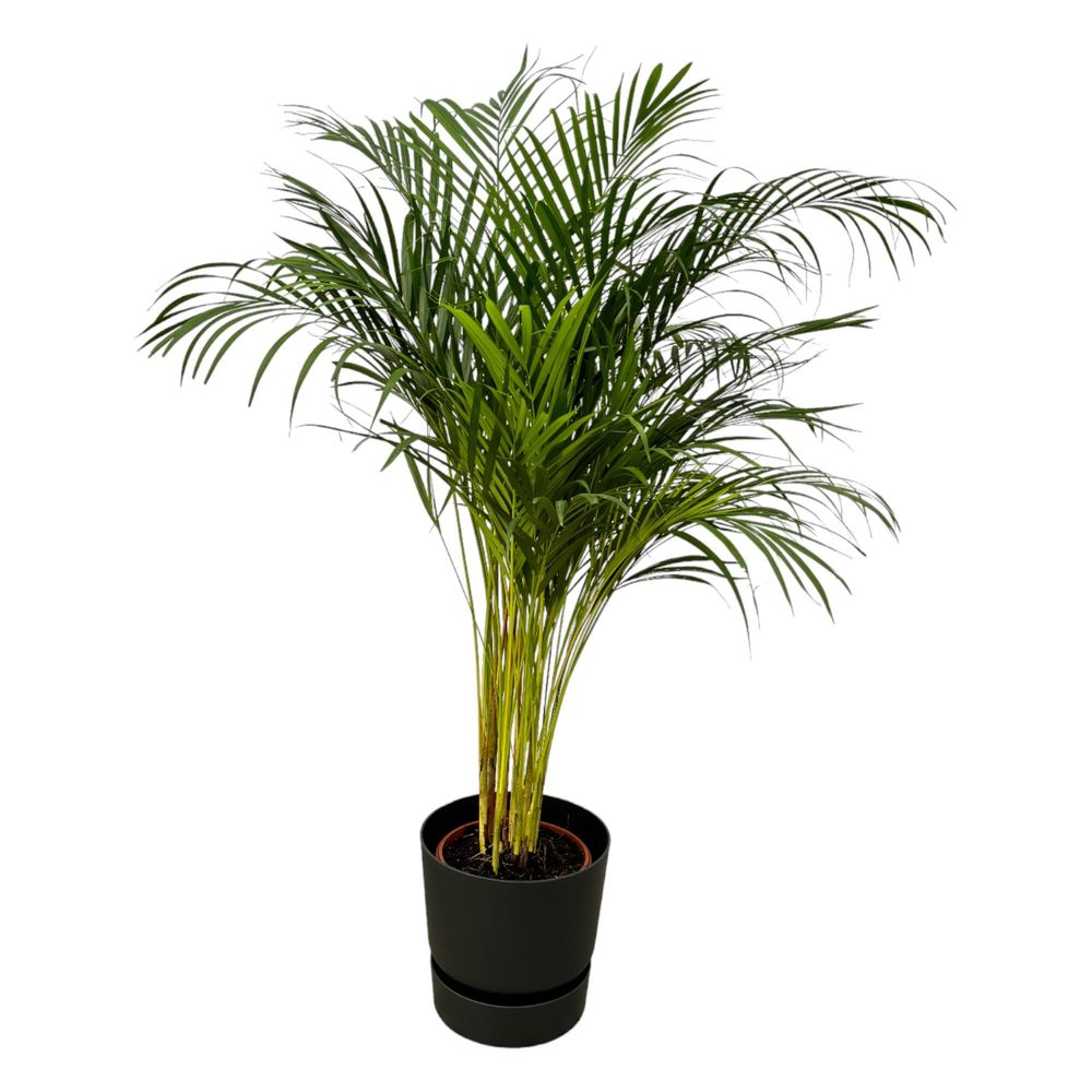 Palmier areca - plantes d'intérieur