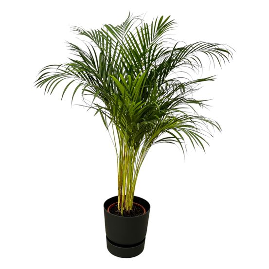Palmier areca - plantes d'intérieur