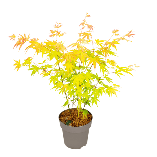 Érable du japon - acer palmatum 'orange dream' - hauteur 35-55cm - ⌀15cm