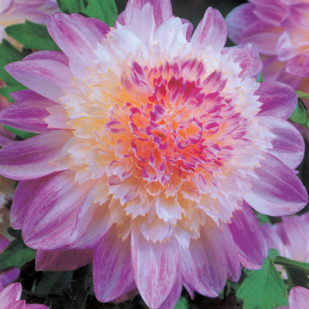 Dahlia anemone que sera - 2 bulbes