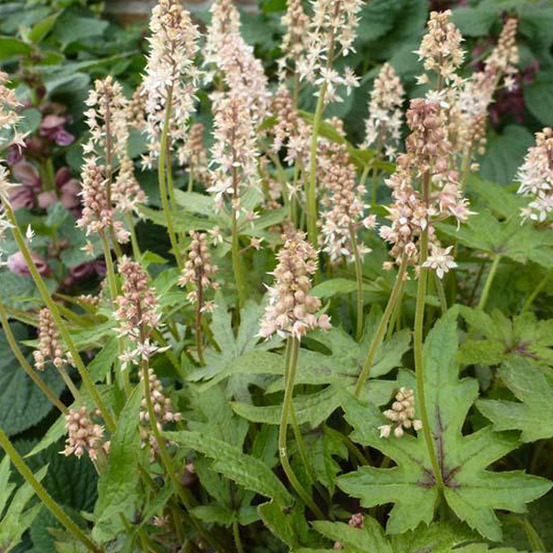 6 x tiarelle 'skeleton key' - tiarella 'skeleton key' - godet 9cm x 9cm