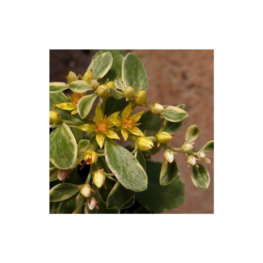 Orpin kamtschaticum variegatum, sedum godet - 5/20 cm