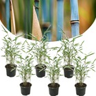 Fargesia grex - lot de 6 bambous bleus - bambou rustique non invasif - pot 13cm - hauteur 30-40cm