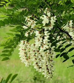 acacia plante