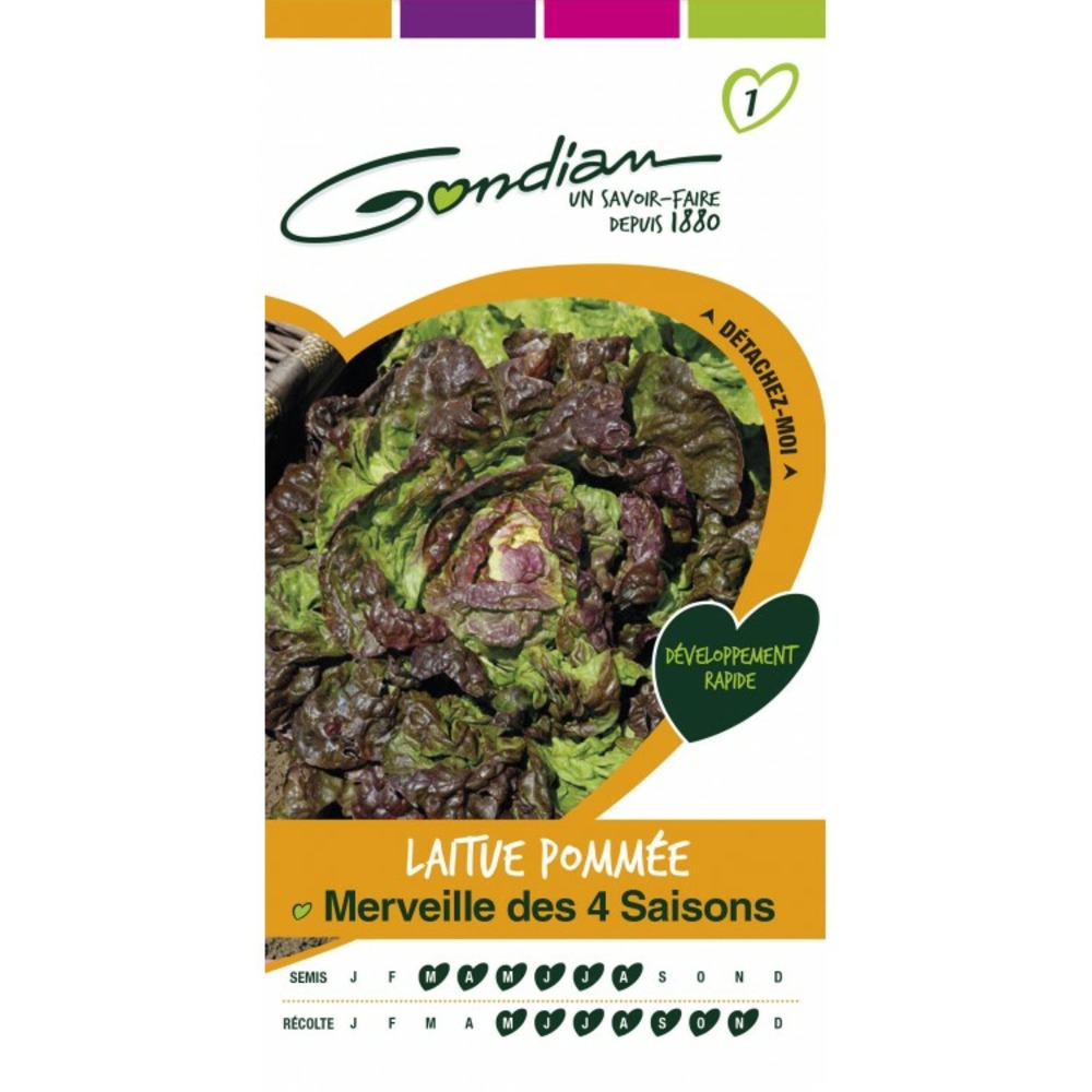 Laitue pommée merveille des 4 saisons