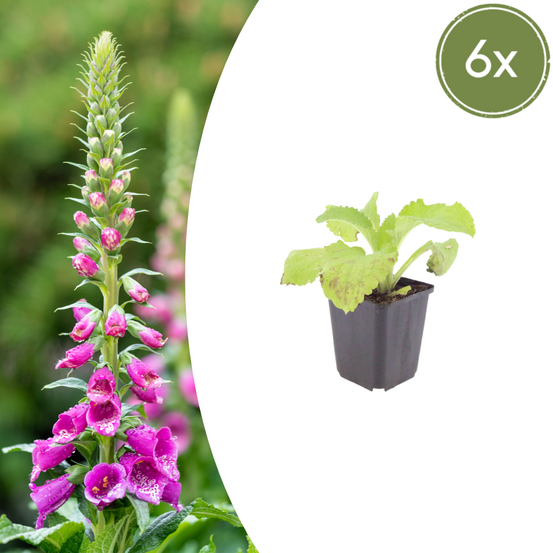 Lot de 12 - digitale pourpre (digitalis purpurea) 'purpurea'
