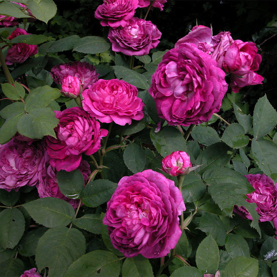 Reine des violettes - racines nues