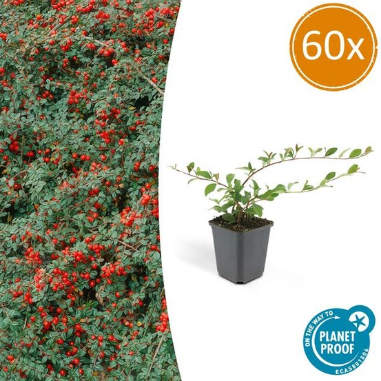 Cotonéaster de dammer 'major' x60 – entre 3,75 et 5m2