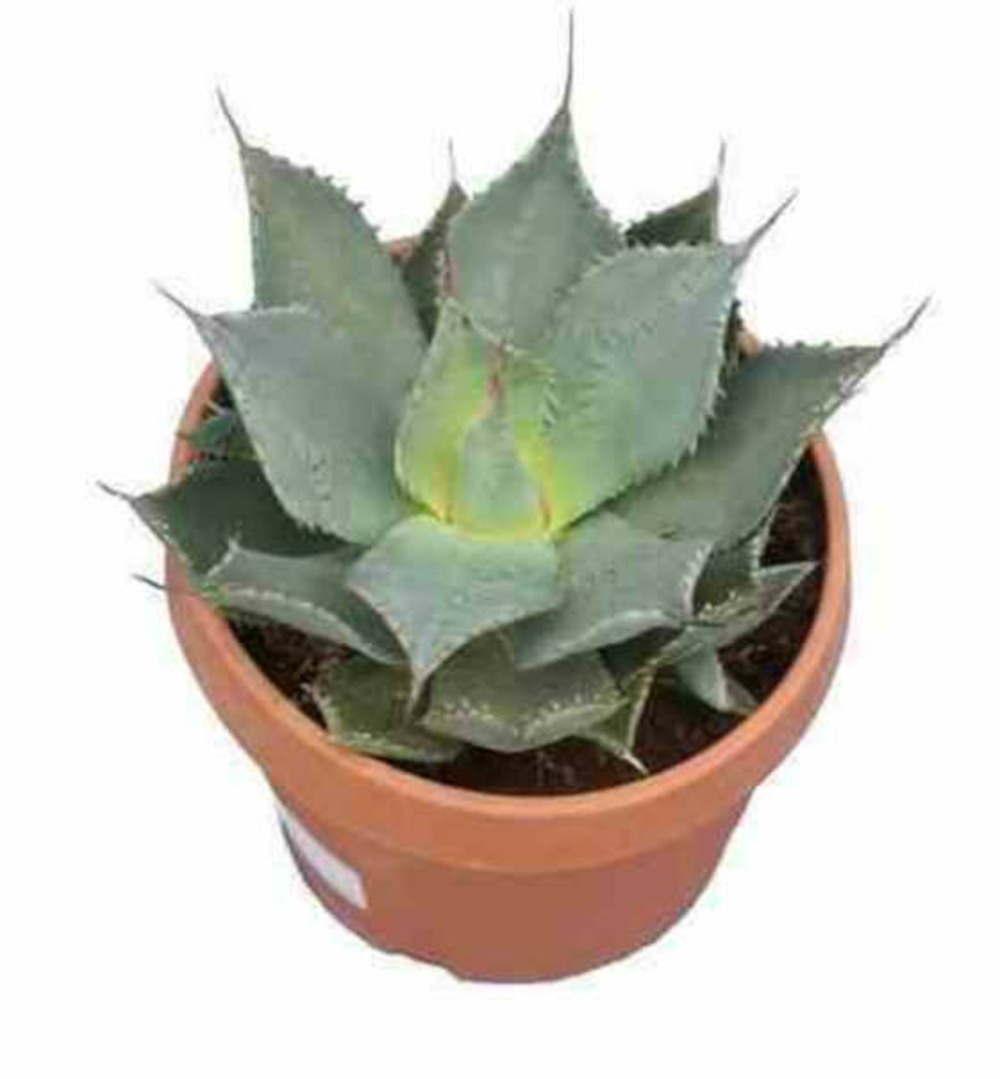 Agave parryi sp. Parryiet rouge - pot de 5 litres