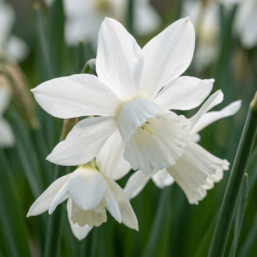 Narcisse botanique blanc en mélange (narcissus) - floraison printanière - calibre 10/12 - 240 bulbes