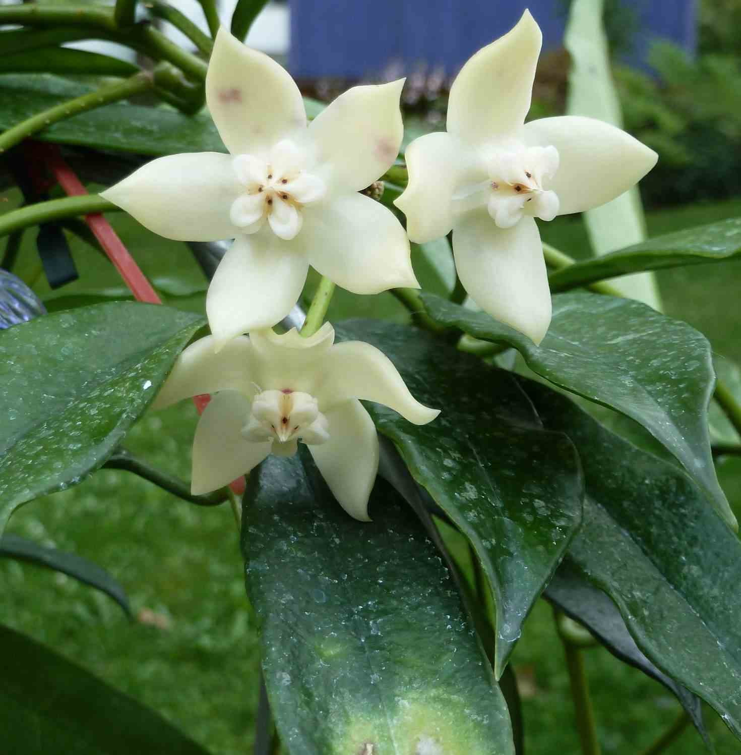 Hoya griffithii (fleur de porcelaine, fleur de cire)   blanc - taille pot de 2 litres - 20/40 cm
