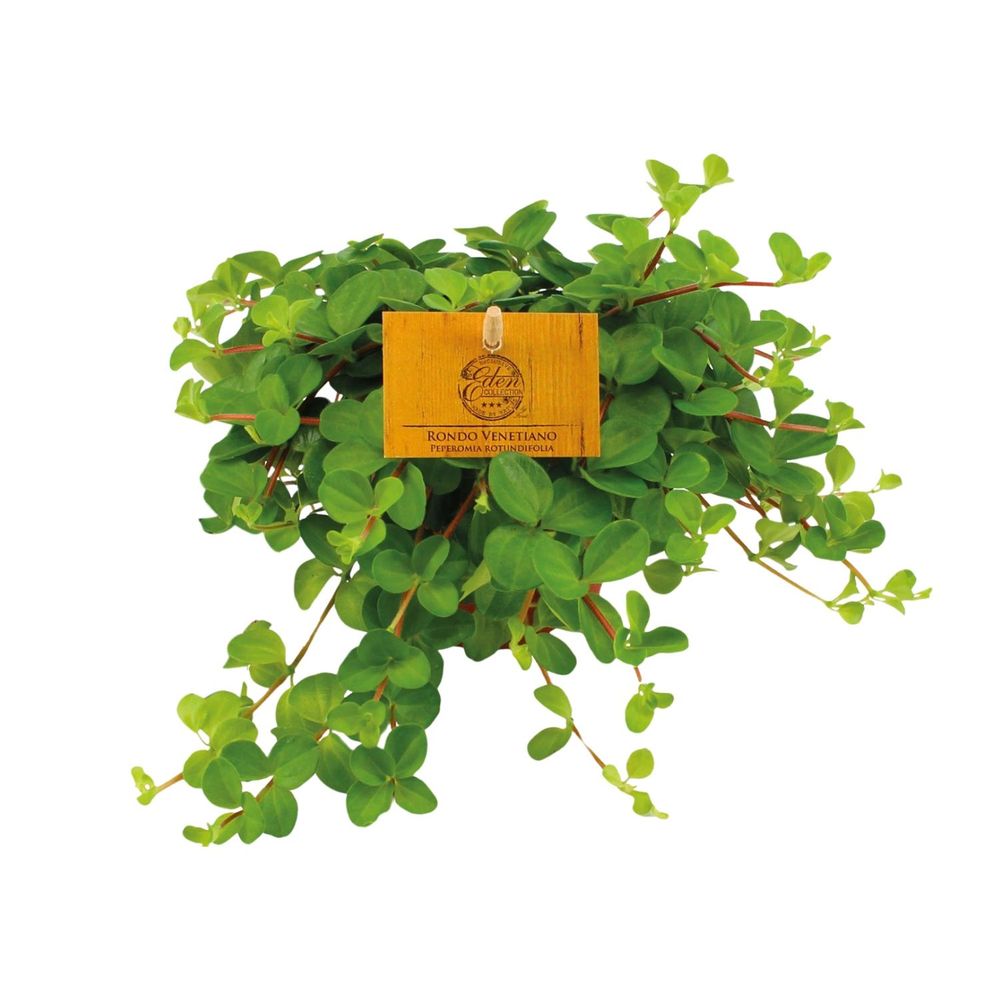 Peperomia rotundifolia - ø11cm - ↕15cm - plantes d'intérieur