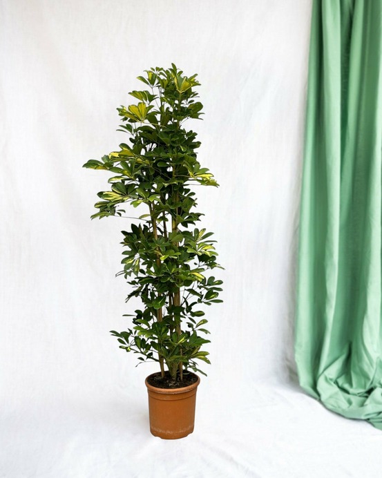 Schefflera gold capella 160cm - plante d'intérieur