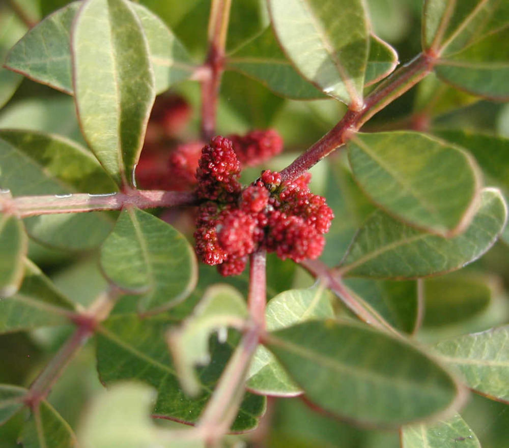 Pistacia lentiscus (pistache lentisque, arbre à mastic) pot de 250l 175/200cm
