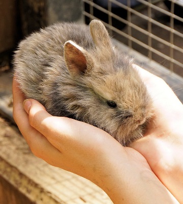 education du lapin nain