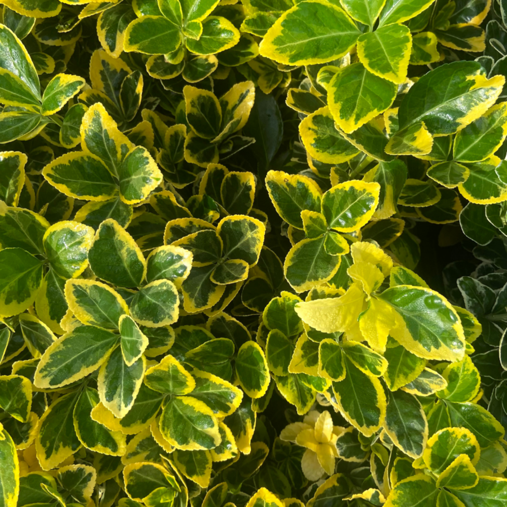 Euonymus japonicus elegantissimus aureus - pot 10,5 cm