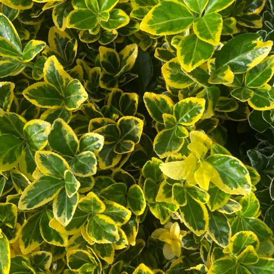 Euonymus japonicus elegantissimus aureus - pot 10,5 cm
