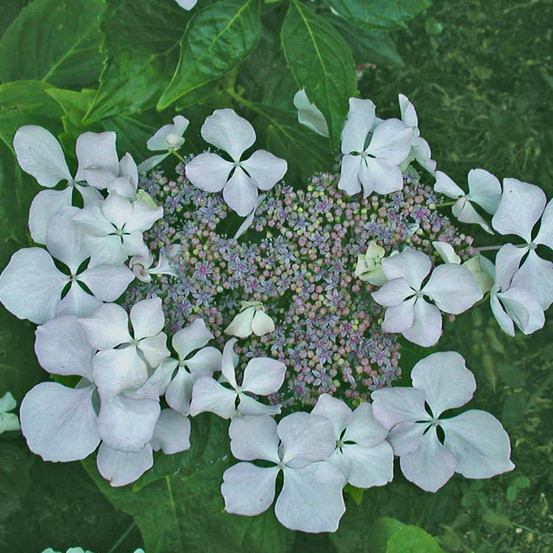 Hortensia 'beauté vendômoise' pot de 2l/3l