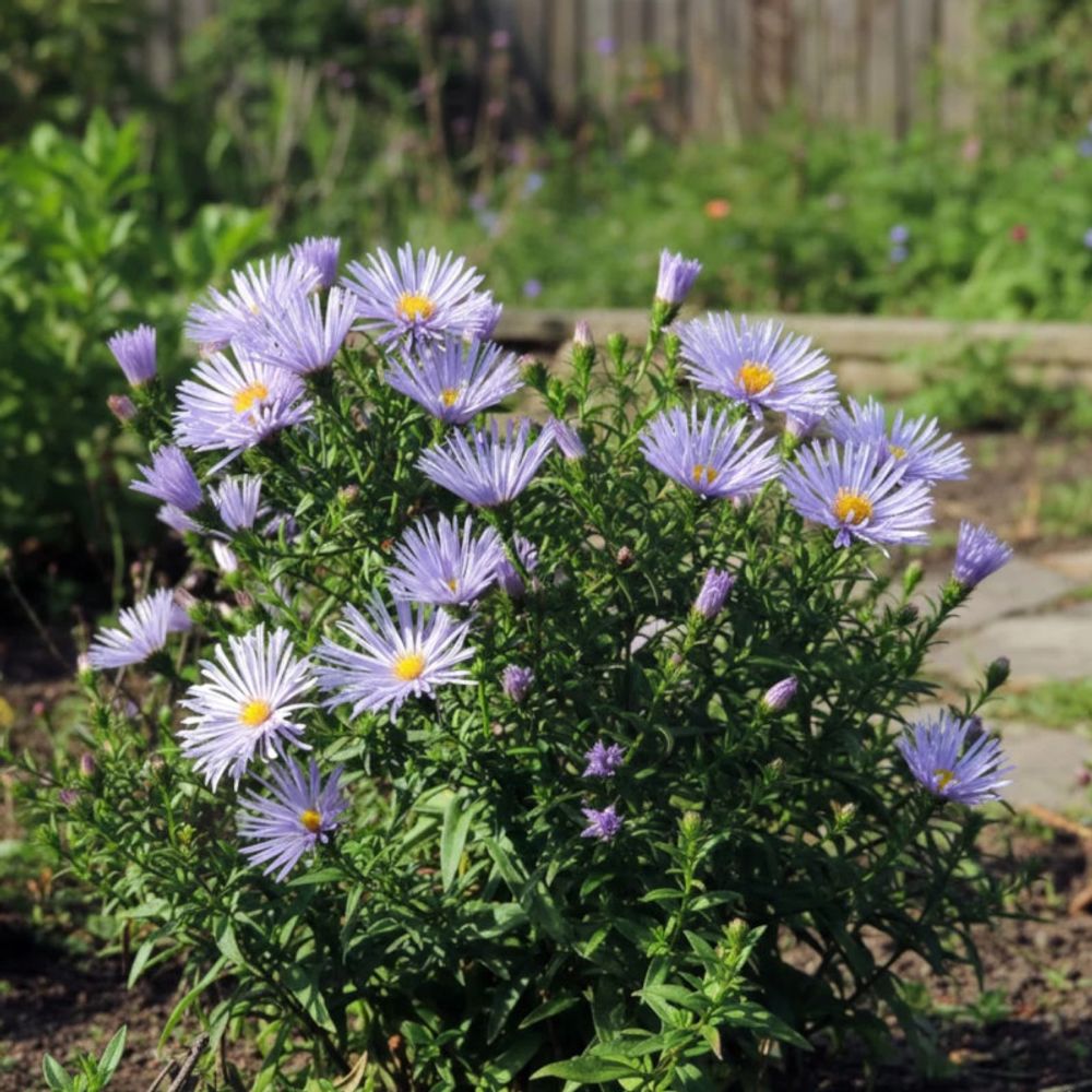 Aster grand d'automne blue radiance, aster novi-belgii lot de 9 godets
