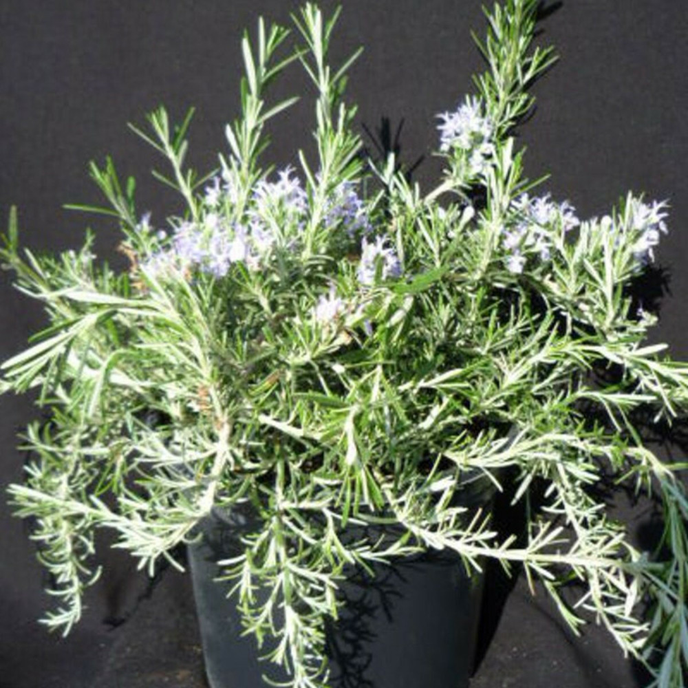 Romarin pointe du raz pot de 3l - 20/40 cm