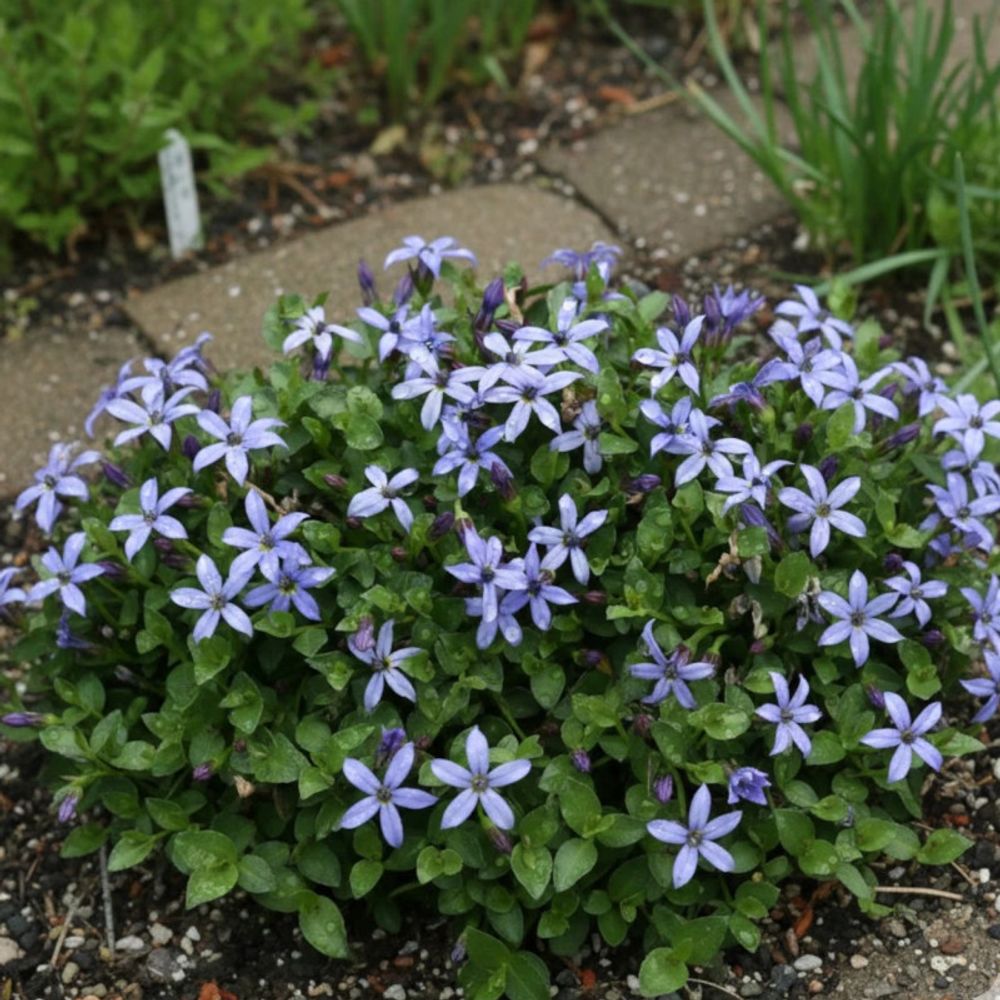 Pratia pedunculata county park lot de 9 godets