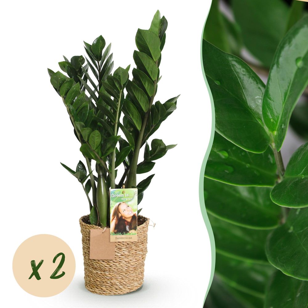 Zamioculcas - plante zz - lot de 2 plantes - pot de 17cm - hauteur 65-75cm - plantes d'intérieur