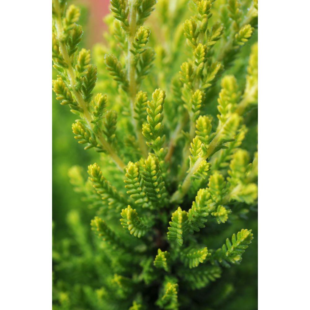Bruyère d'été 'zeta ?' - en pot de 1 litre
