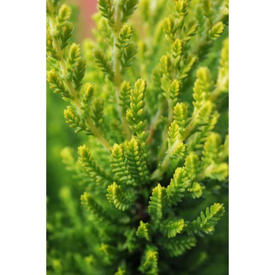 Bruyère d'été 'zeta ?' - en pot de 1 litre