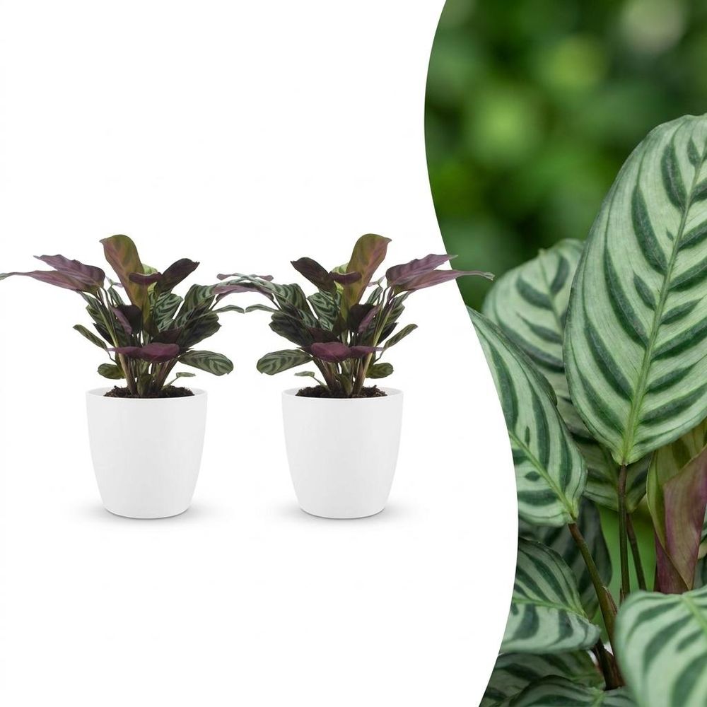 Ctenanthe burle marxii - plante dormeuse - arête de poisson - pot de 12cm