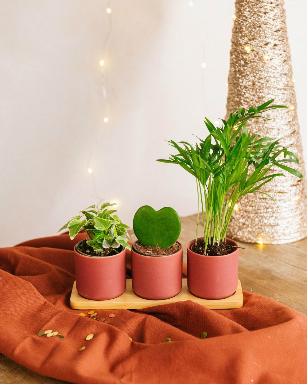 Plante d'intérieur - trio de baby plantes & caches-pots cm
