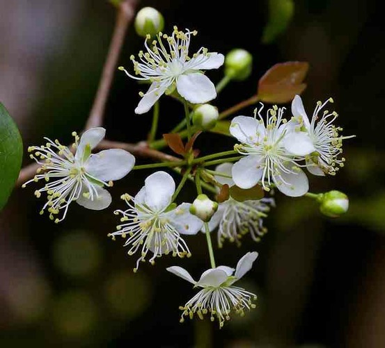 Eugenia uniflora (cerisier de cayenne, pitanga, cerisier carré de tahiti) pot de 7 litres ? 80/100 cm