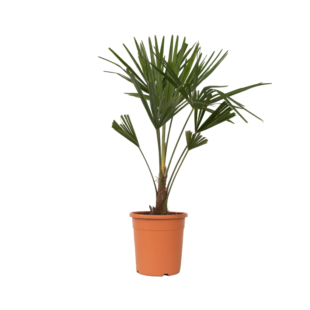 Palmier de chine - trachycarpus fortunei - hauteur 65-75cm - ⌀21cm