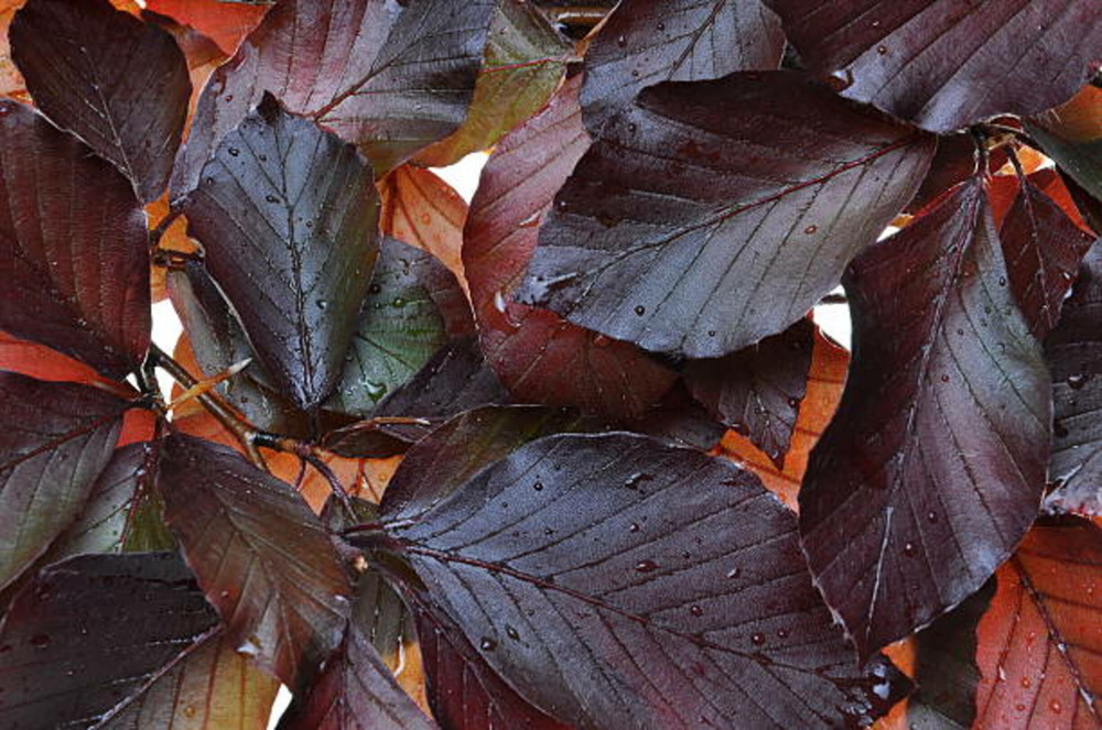Fagus sylvatica riversii c15l baliveau 150/250 cm (hors pot)