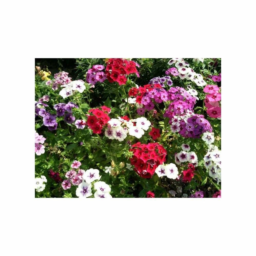 Phlox de drummond varié