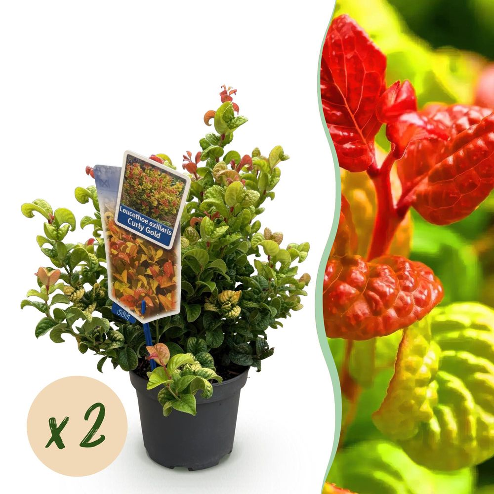 Leucothoé 'curly gold' - lot de 2 - pot 17 cm - hauteur 40 cm