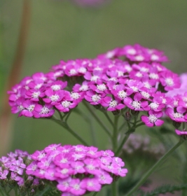 Achillée conseils et entretien 